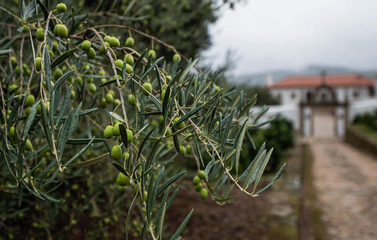 Casa Do Olival Villa Tarouca Dış mekan fotoğraf